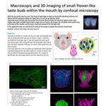 Macroscopic and 3D imaging of small flower-like taste buds within the mouth by confocal microscopy