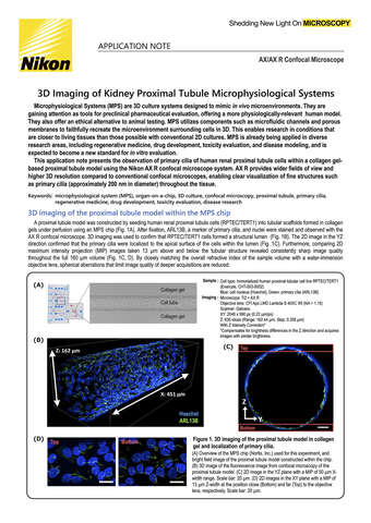 Chụp ảnh 3D ống thận gần trong hệ vi sinh lý học