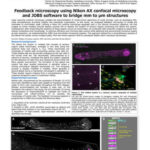 Feedback microscopy using Nikon AX confocal microscopy and JOBS software to bridge mm to µm structures