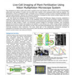 Live-Cell Imaging of Plant Fertilization Using Nikon Multiphoton Microscope System