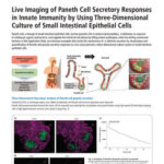 Live Imaging of Paneth Cell Secretory Responses in Innate Immunity by Using Three-Dimensional Culture of Small Intestinal Epithelial Cells