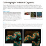 Chụp ảnh 3D organoid ruột non
