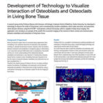 Development of Technology to Visualize Interaction of Osteoblasts and Osteoclasts in Living Bone Tissue