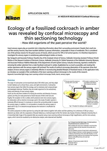 Ecology of a fossilized cockroach in amber 2117E b043d2b295ef57929ca14a8b6cb20560