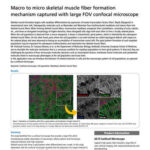 Macro to micro skeletal muscle fiber formation mechanism captured with large FOV confocal microscope