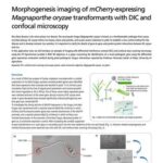 Morphogenesis imaging of mCherry-expressing Magnaporthe oryzae transformants with DIC and confocal microscopy