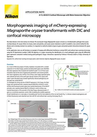 Morphogenesis imaging of mCherry with DIC and confocal microscopy COVER b043d2b295ef57929ca14a8b6cb20560