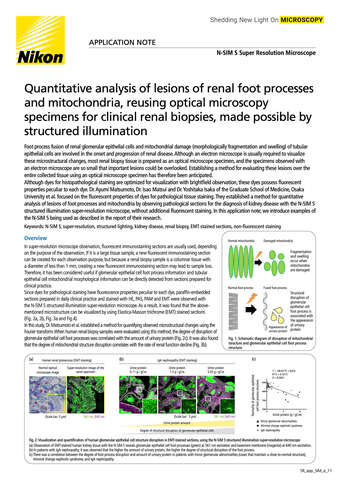 Quantitative analysis lesions foot processes mitochondria 2116E b043d2b295ef57929ca14a8b6cb20560