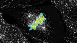 Live Cell Imaging